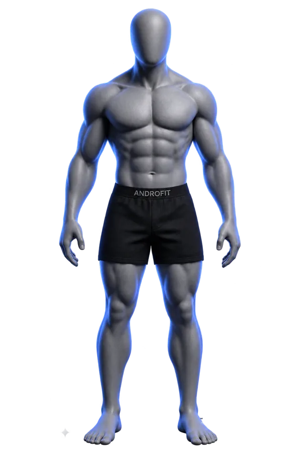 Body placement model, front view